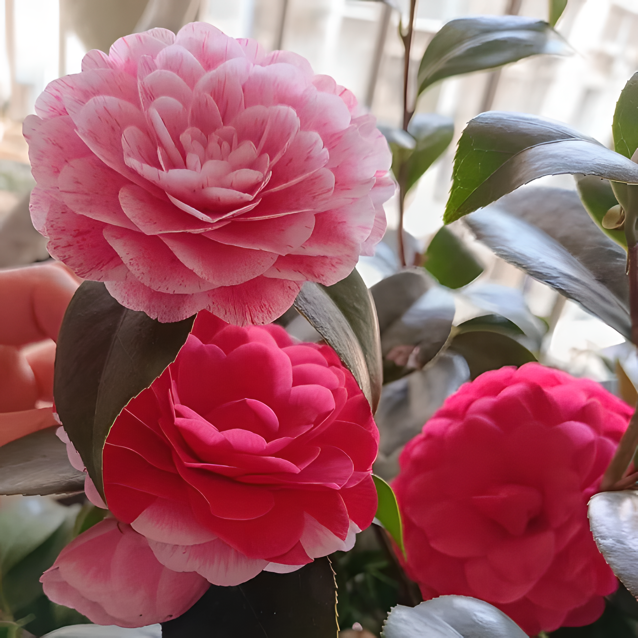 🌼Five-Color Camellia—Ideal Love-Plantjoyfarm-best selling,Garden Seeds