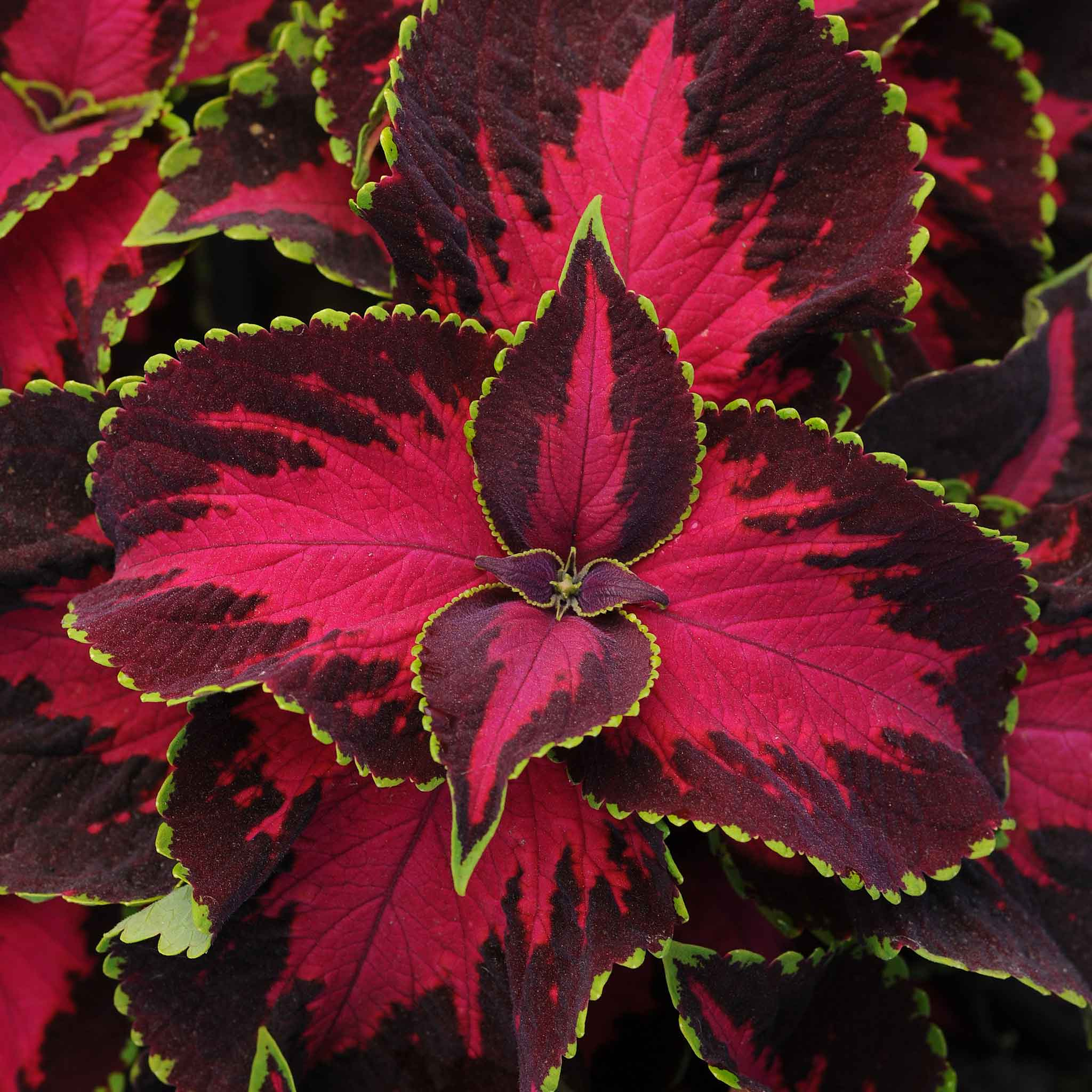 Coleus Seeds - Chocolate Covered Cherry-Plantjoyfarm-Flower Seeds,Deer Resistant