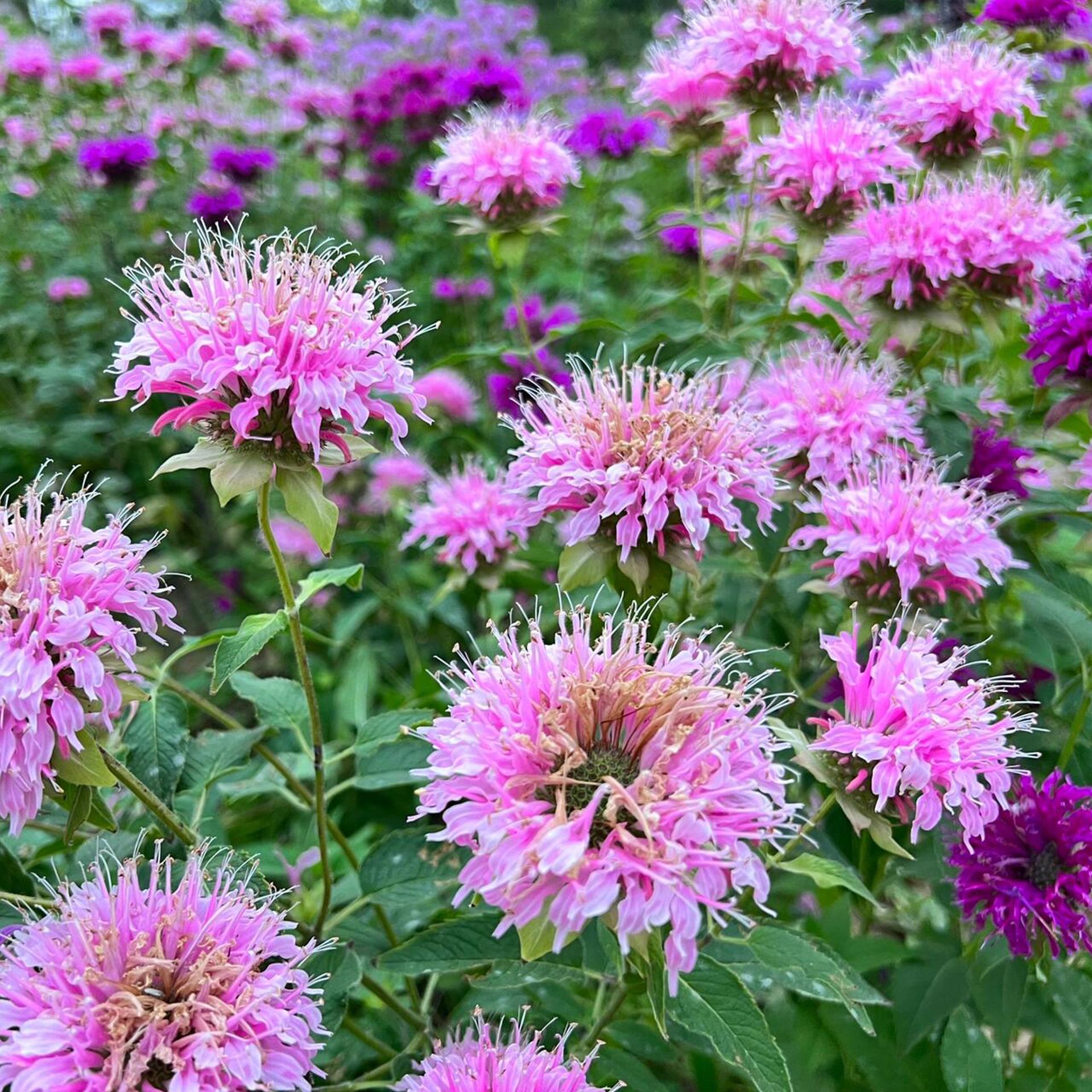 Bee Balm - Wild Bergamot Seeds-Plantjoyfarm-Flower Seeds,Pollinator