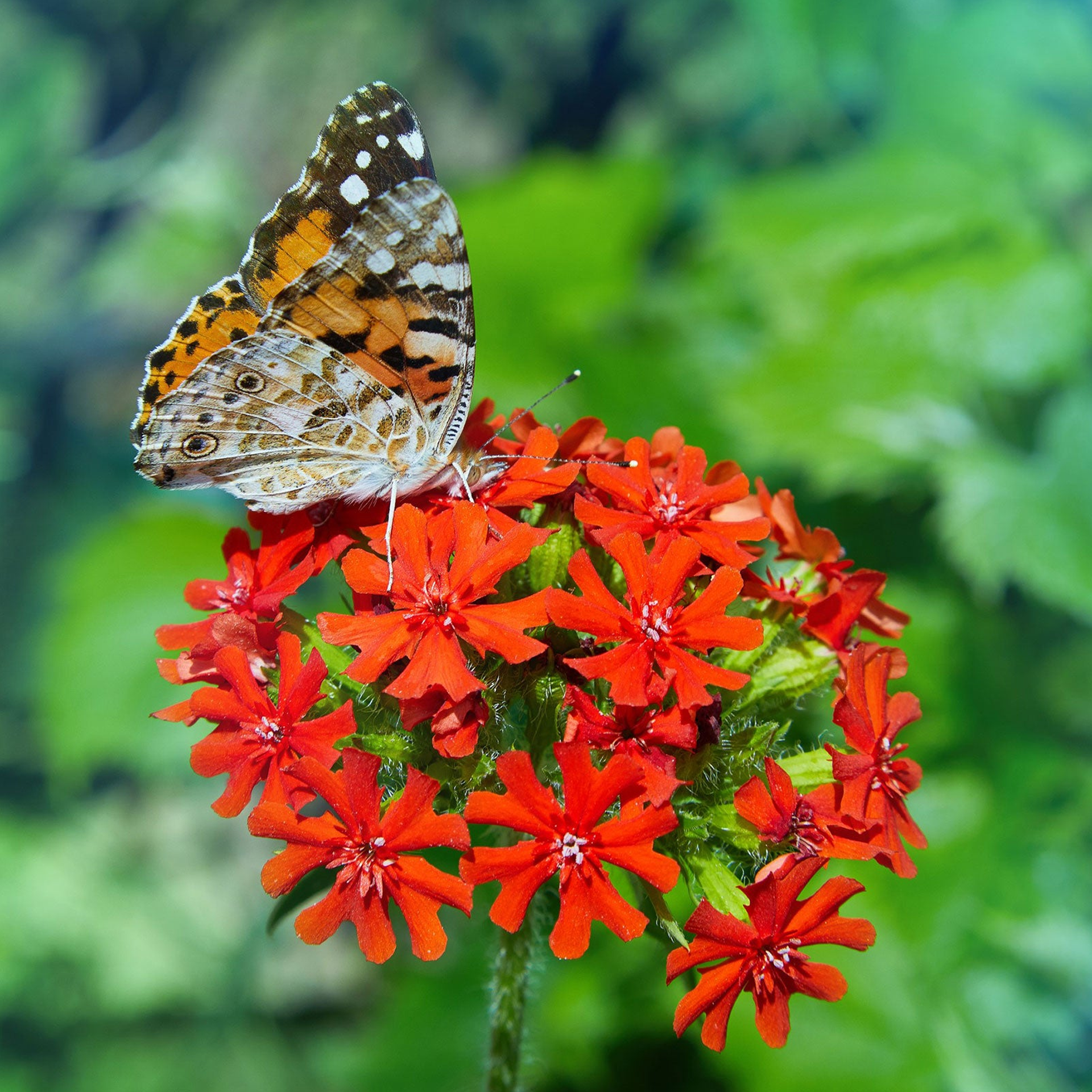 Maltese Cross Seeds-Plantjoyfarm-Flower Seeds,Pollinator