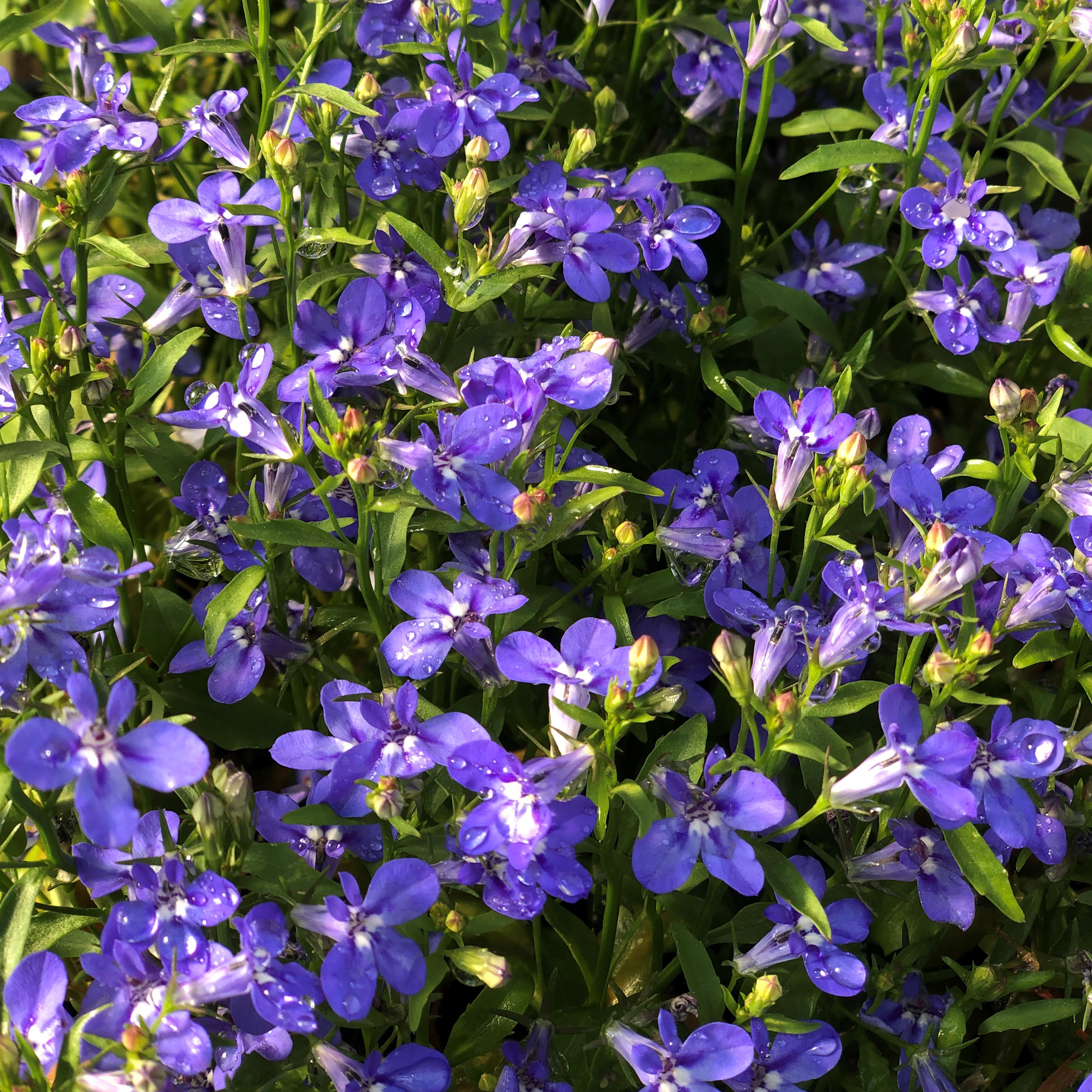 50Pcs Lobelia Flower Seeds-Plantjoyfarm-ANNUAL,flower plantling,Garden Seeds,plantling,Promo_All,spo-enabled,best selling