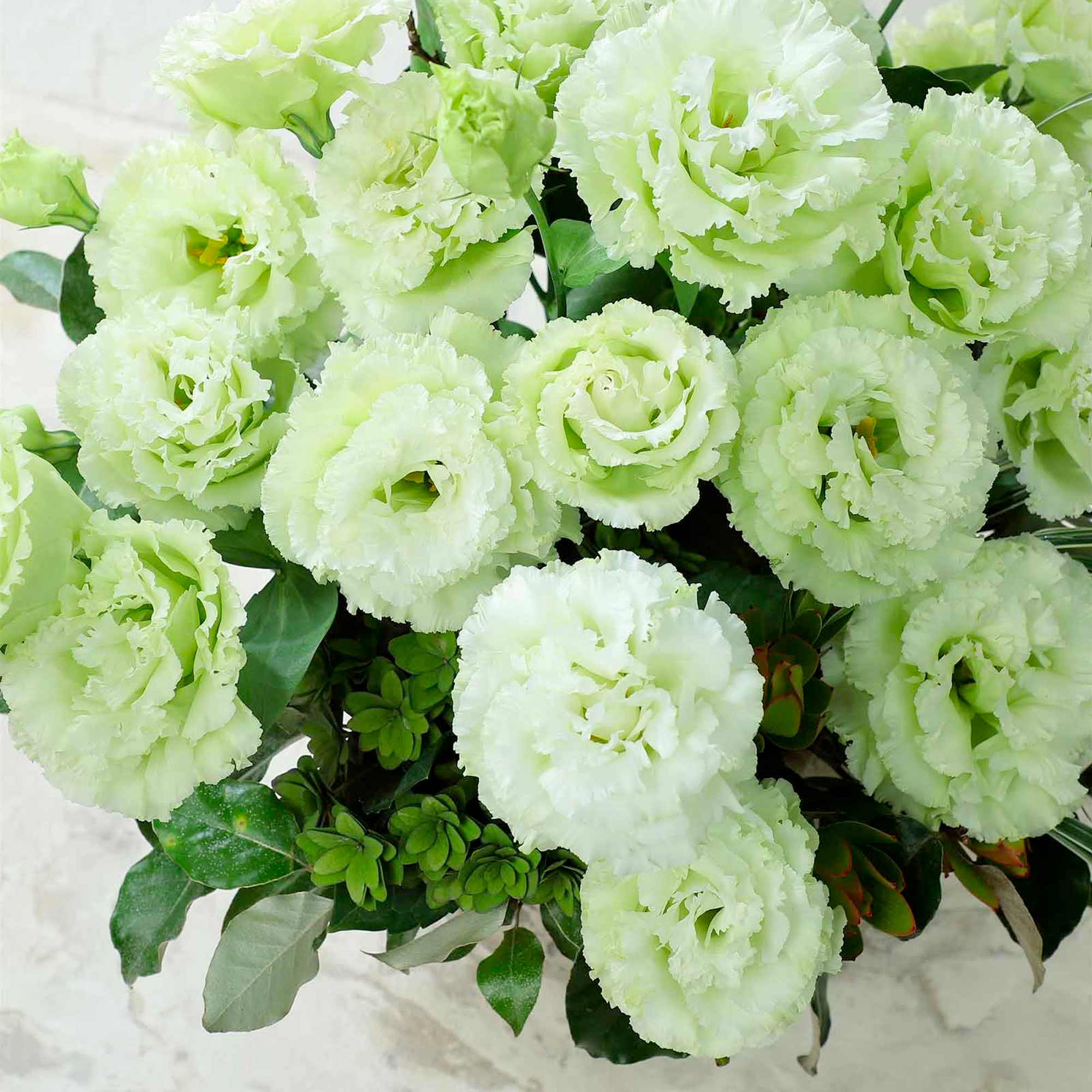 Lisianthus / Eustoma Grandiflorum Seeds-Plantjoyfarm-Flower Seeds