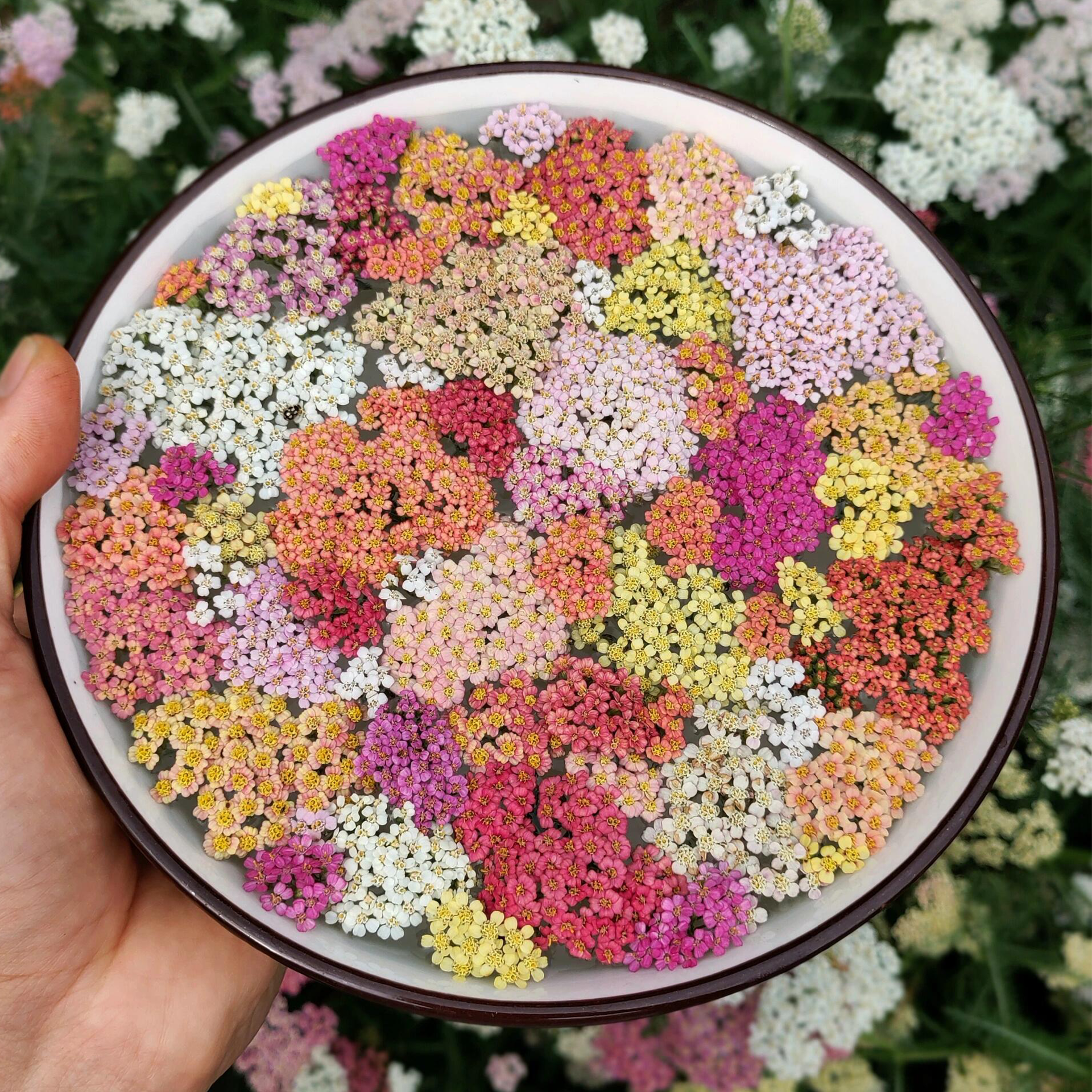 Swamp Milkweed Seeds - Mix-Plantjoyfarm-Flower Seeds,Pollinator