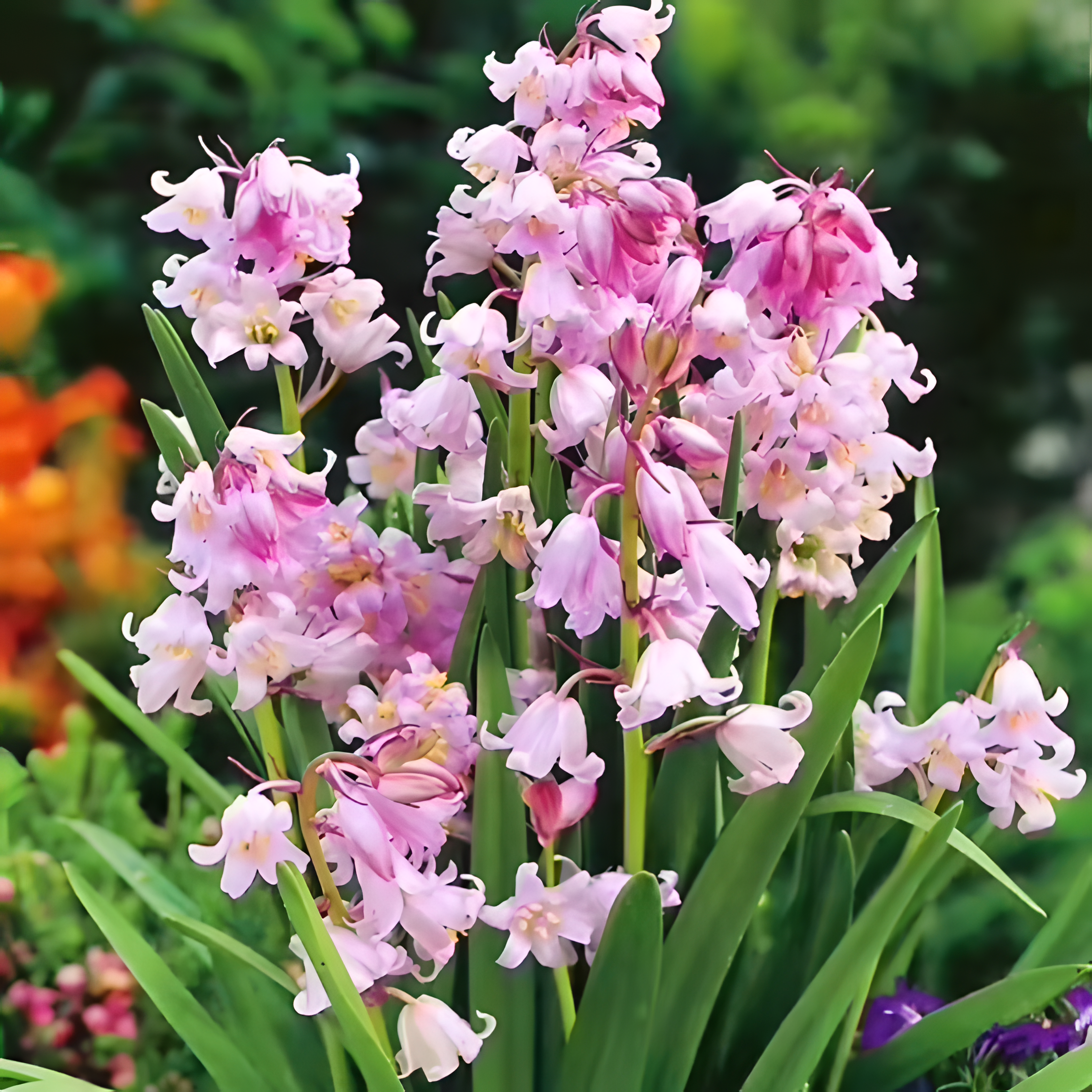 🧚‍♂️🔔Bluebell—The Lucky Bell Of Fairies-Plantjoyfarm-best selling,Garden Seeds