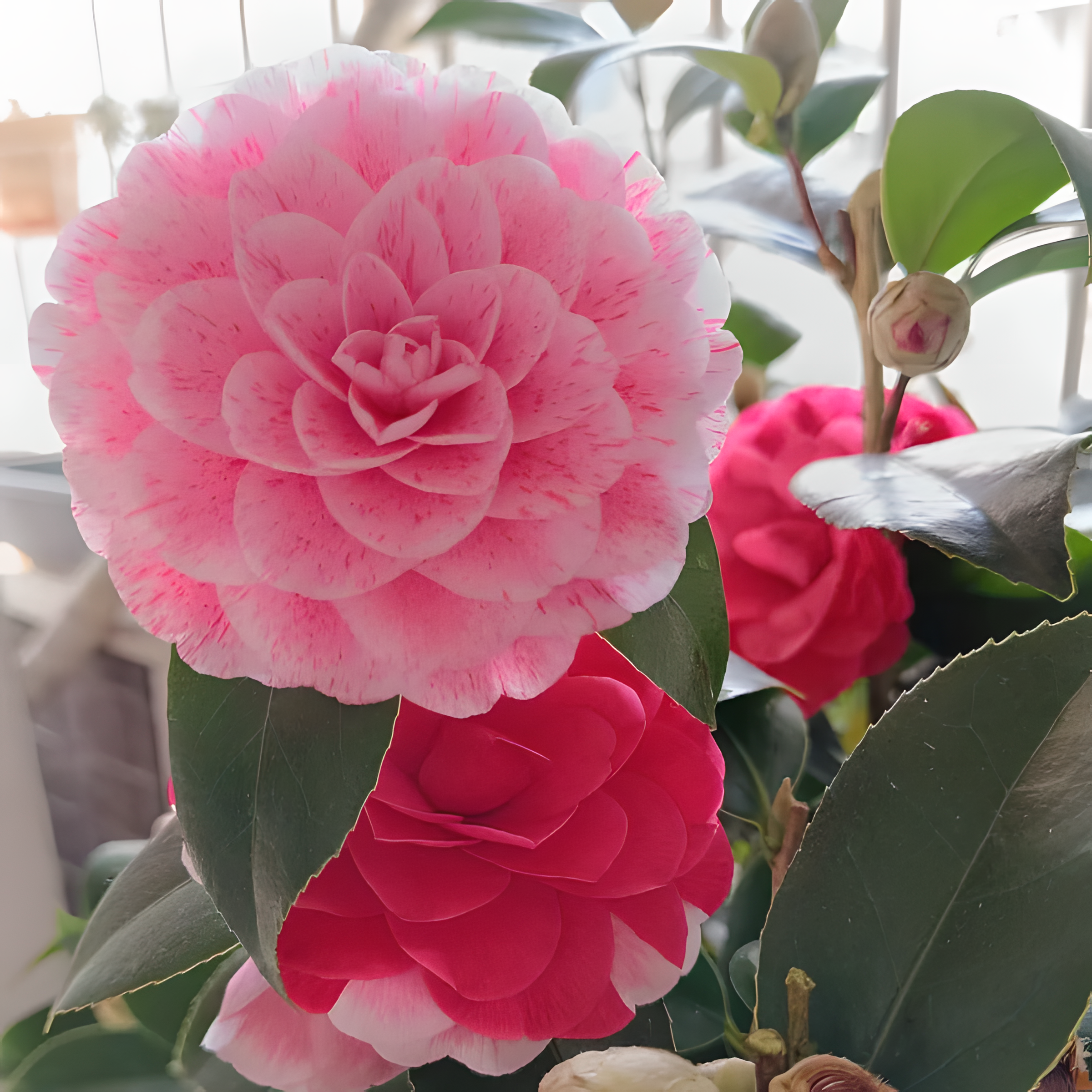 🌼Five-Color Camellia—Ideal Love-Plantjoyfarm-best selling,Garden Seeds