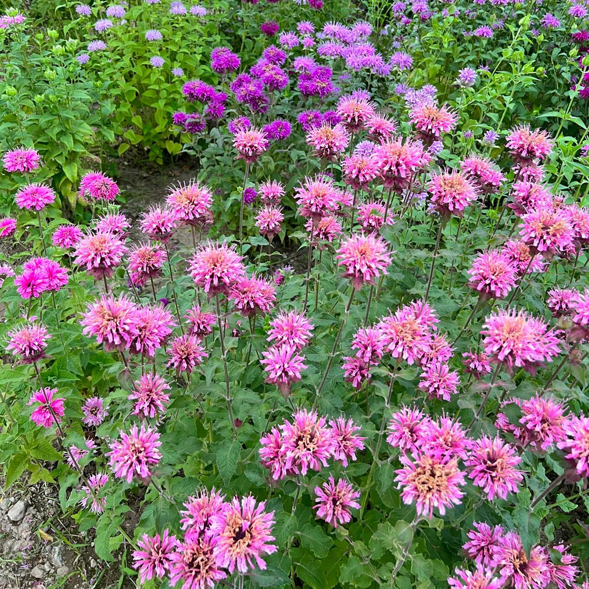 Bee Balm - Wild Bergamot Seeds-Plantjoyfarm-Flower Seeds,Pollinator