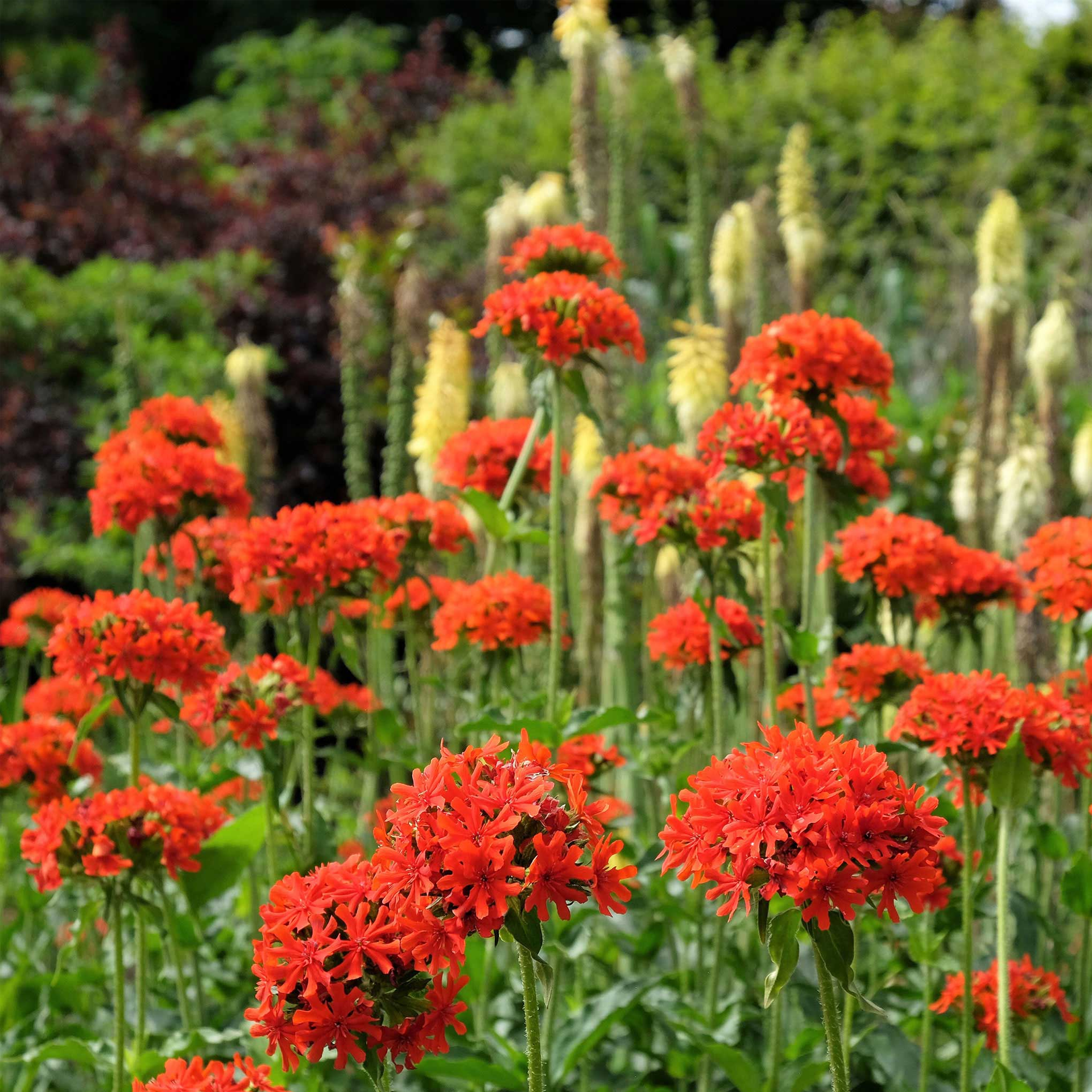 Maltese Cross Seeds-Plantjoyfarm-Flower Seeds,Pollinator