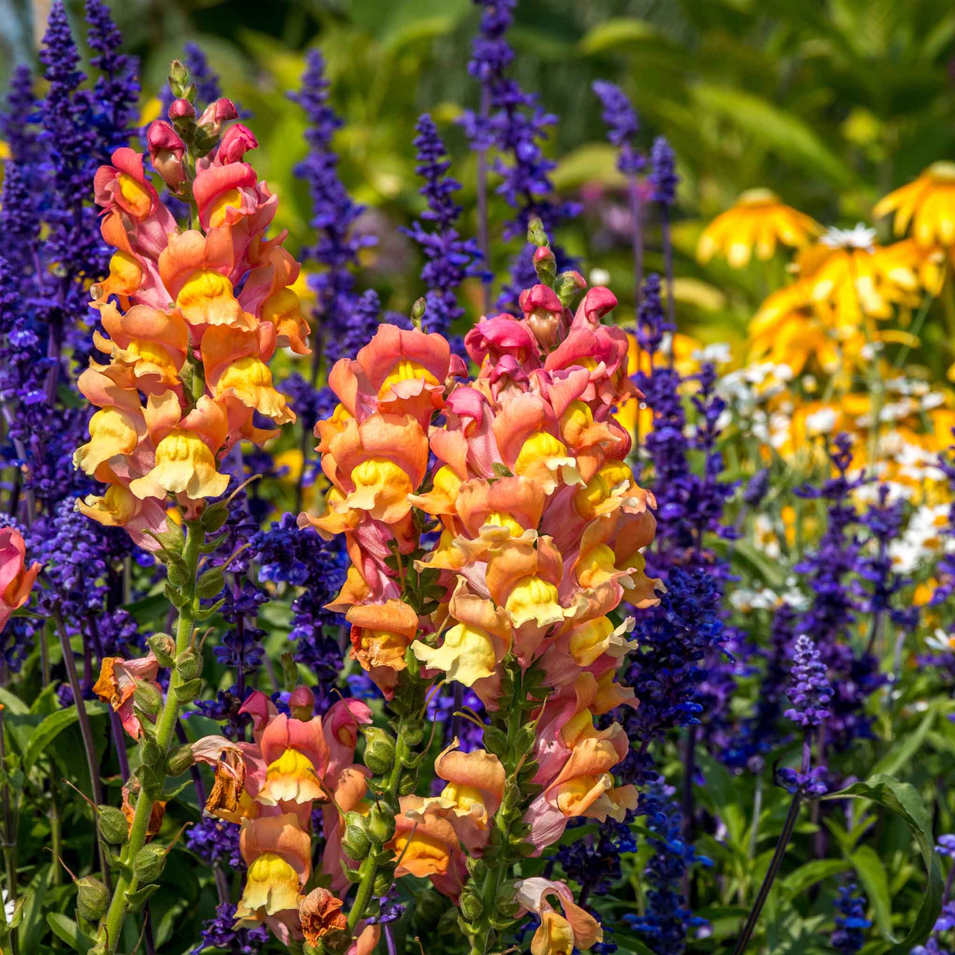 Snapdragon Seeds - Rocket Bronze-Plantjoyfarm-Flower Seeds,Partial Shade