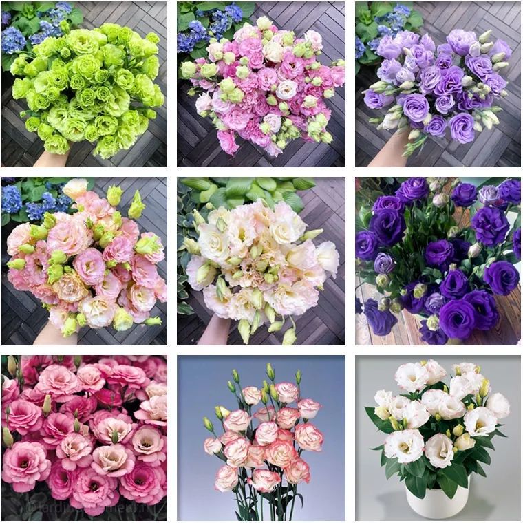 🎁50% de R&eacute;duction 🎁⏰Lisianthus - &Eacute;l&eacute;gance &Eacute;panouie