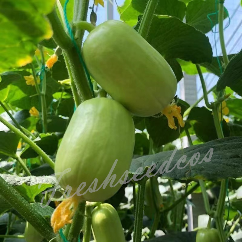 🥒Jade Lady Cucumber Seeds😍Vibrant, smooth, high-yield cucumbers