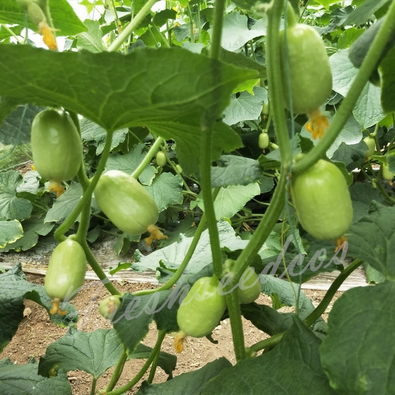 🥒Jade Lady Cucumber Seeds😍Vibrant, smooth, high-yield cucumbers