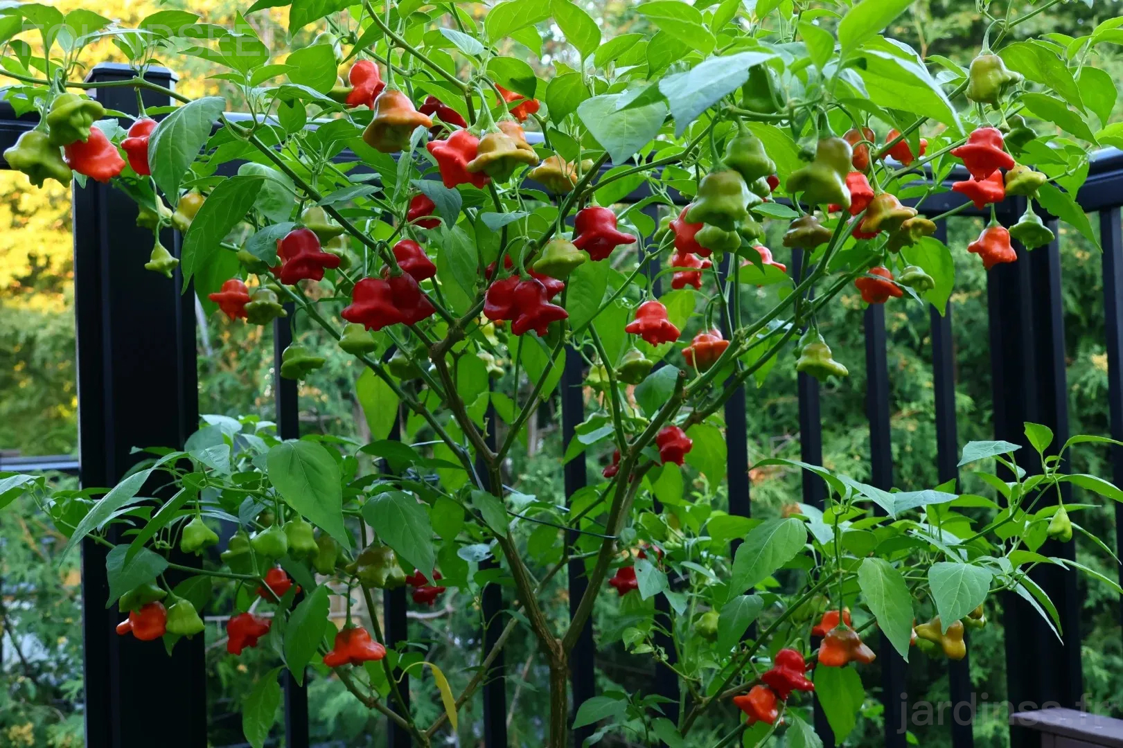 🎁50% de Réduction🌶️🌶️Graines de Piment Campanule