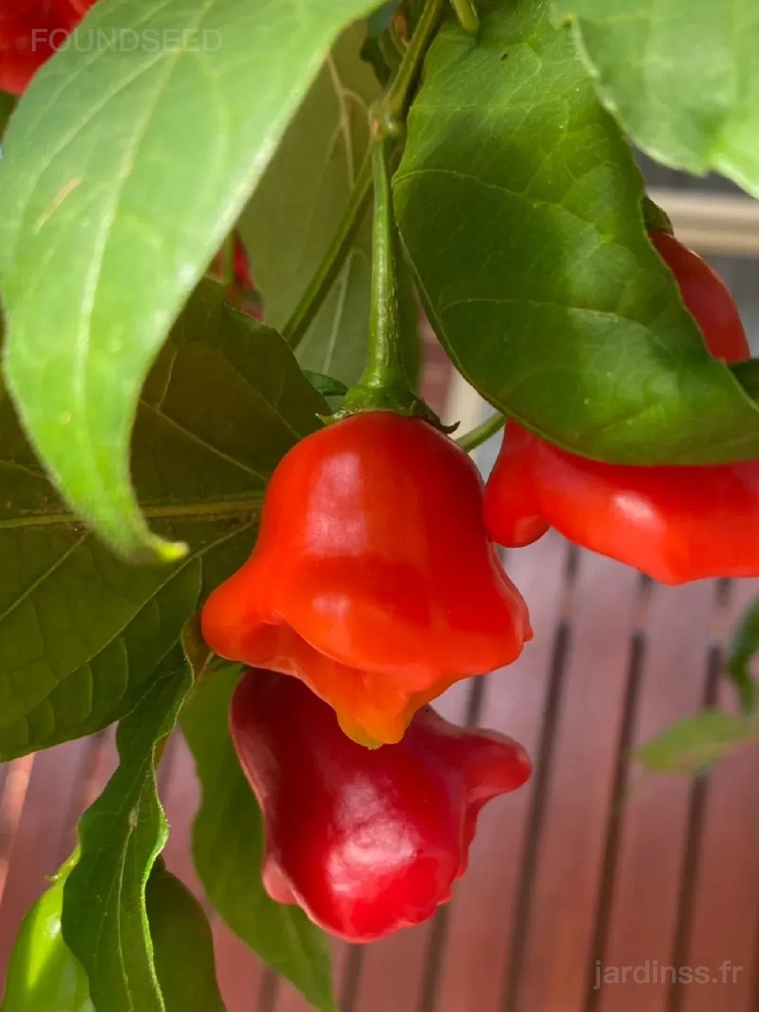 🎁50% de Réduction🌶️🌶️Graines de Piment Campanule
