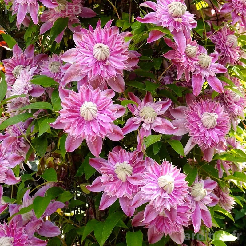 🎁50% de Réduction🌸🌸Graines de Clématite