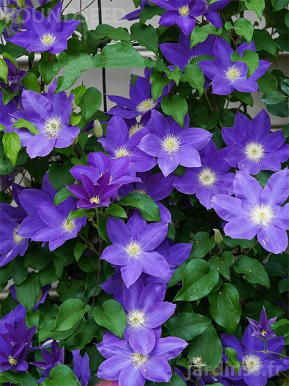 🎁50% de Réduction🌸🌸Graines de Clématite