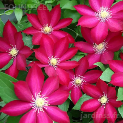 🎁50% de Réduction🌸🌸Graines de Clématite