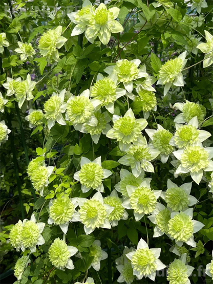 🎁50% de Réduction🌸🌸Graines de Clématite