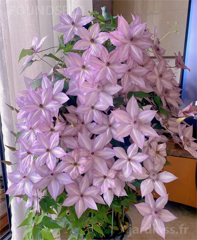 🎁50% de Réduction🌸🌸Graines de Clématite