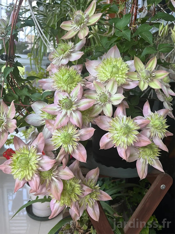 🎁50% de Réduction🌸🌸Graines de Clématite