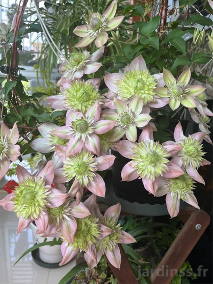 🎁50% de Réduction🌸🌸Graines de Clématite