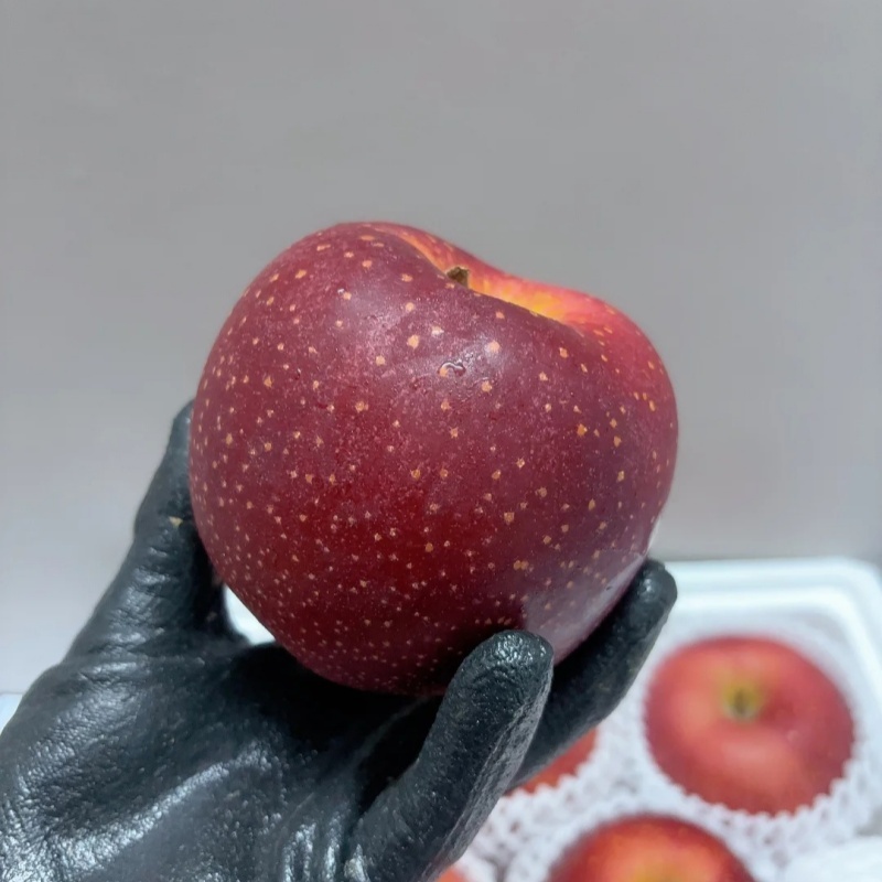 🍎Graines rares de pomme des neiges