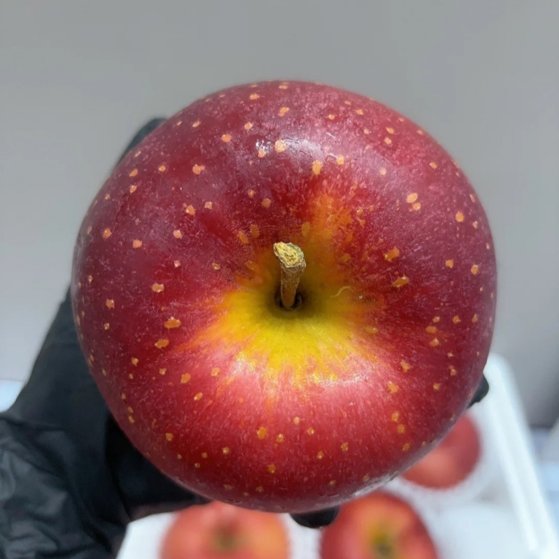 🍎Graines rares de pomme des neiges