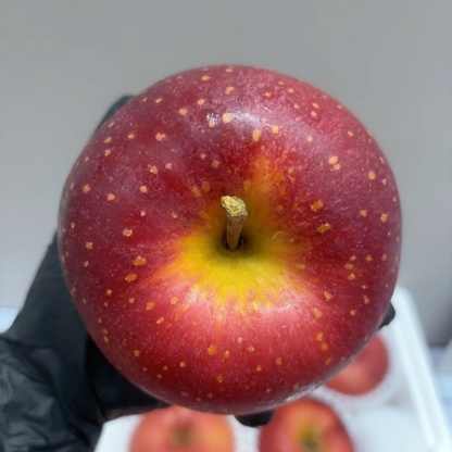 🍎Graines rares de pomme des neiges