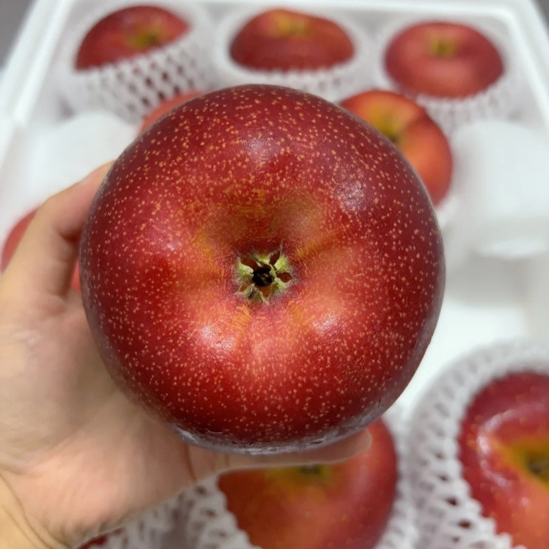 🍎Graines rares de pomme des neiges