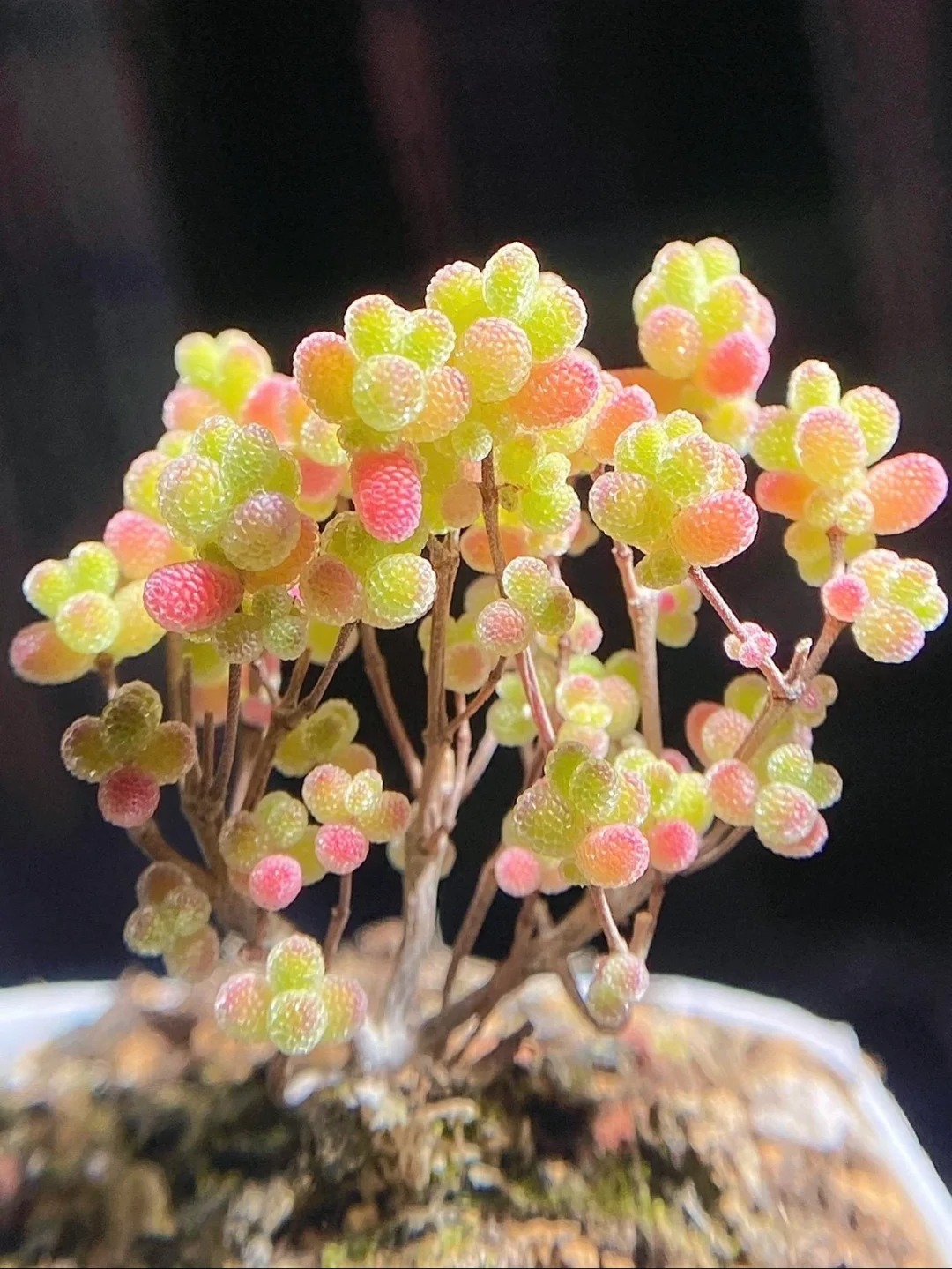 🍬Graines de Drosanthemum Globuleux