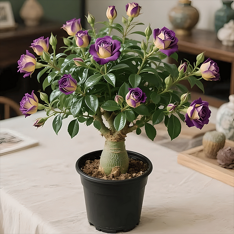 🌵 Bulbes de Rose du Désert - Une Perle Exotique pour Votre Jardin🌸