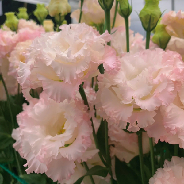🎁50% de Réduction 🎁⏰Lisianthus - Élégance Épanouie