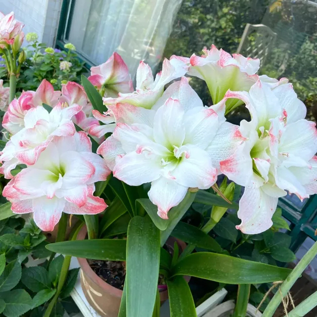 🌺Bulbes d'amaryllis parfumés à double pétale