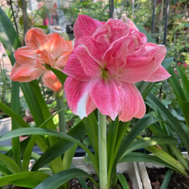 Double-Petaled Perfume Amaryllis Bulbs