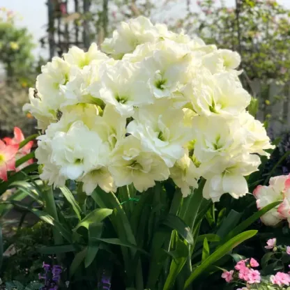 Double-Petaled Perfume Amaryllis Bulbs