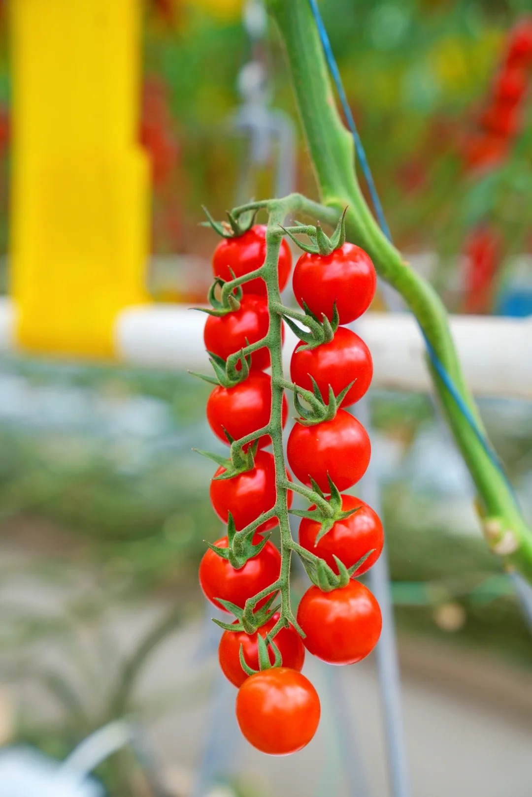 🔥50% de Réduction✨🍅Graines de tomates cerises