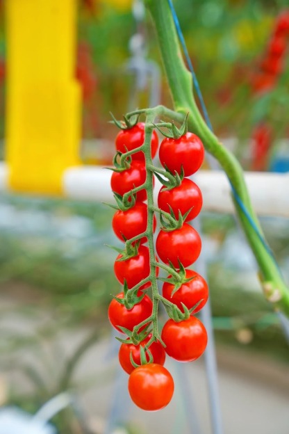 🔥50% de Réduction✨🍅Graines de tomates cerises
