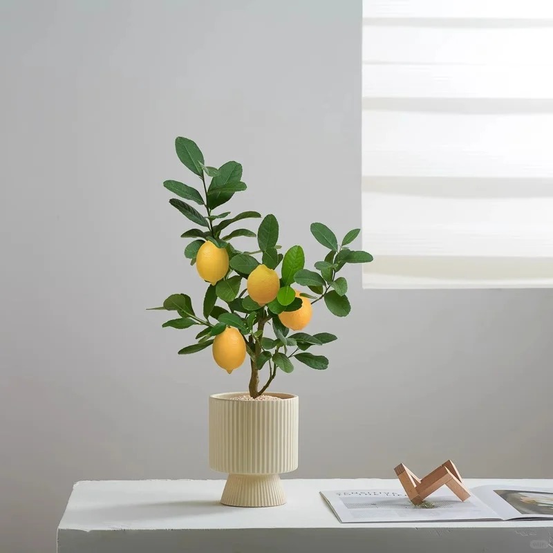 🔥🍋 Offre Éclair · Graines Bio de Citronnier en Pot