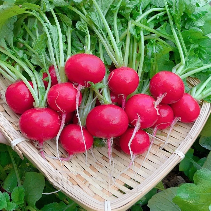 🔥 50% de Réduction 🎁Graines de Radis Rouge