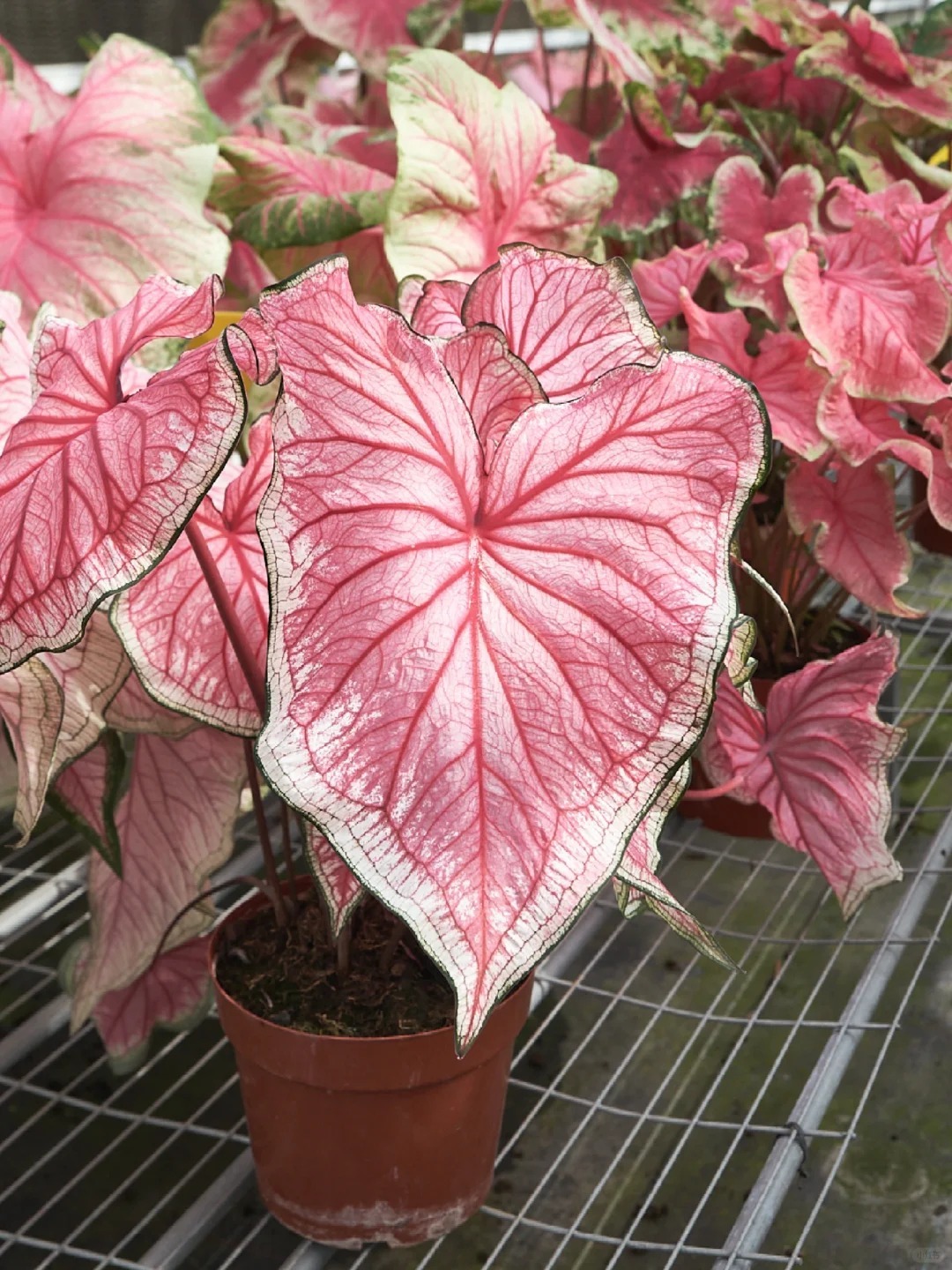 🌿 Cultivez les Giant Caladiums - 🌟La vedette tropicale de votre jard