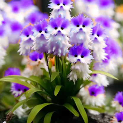 ✨🔥Plantes incroyables ! Éclat de l'œil de chat 🍃