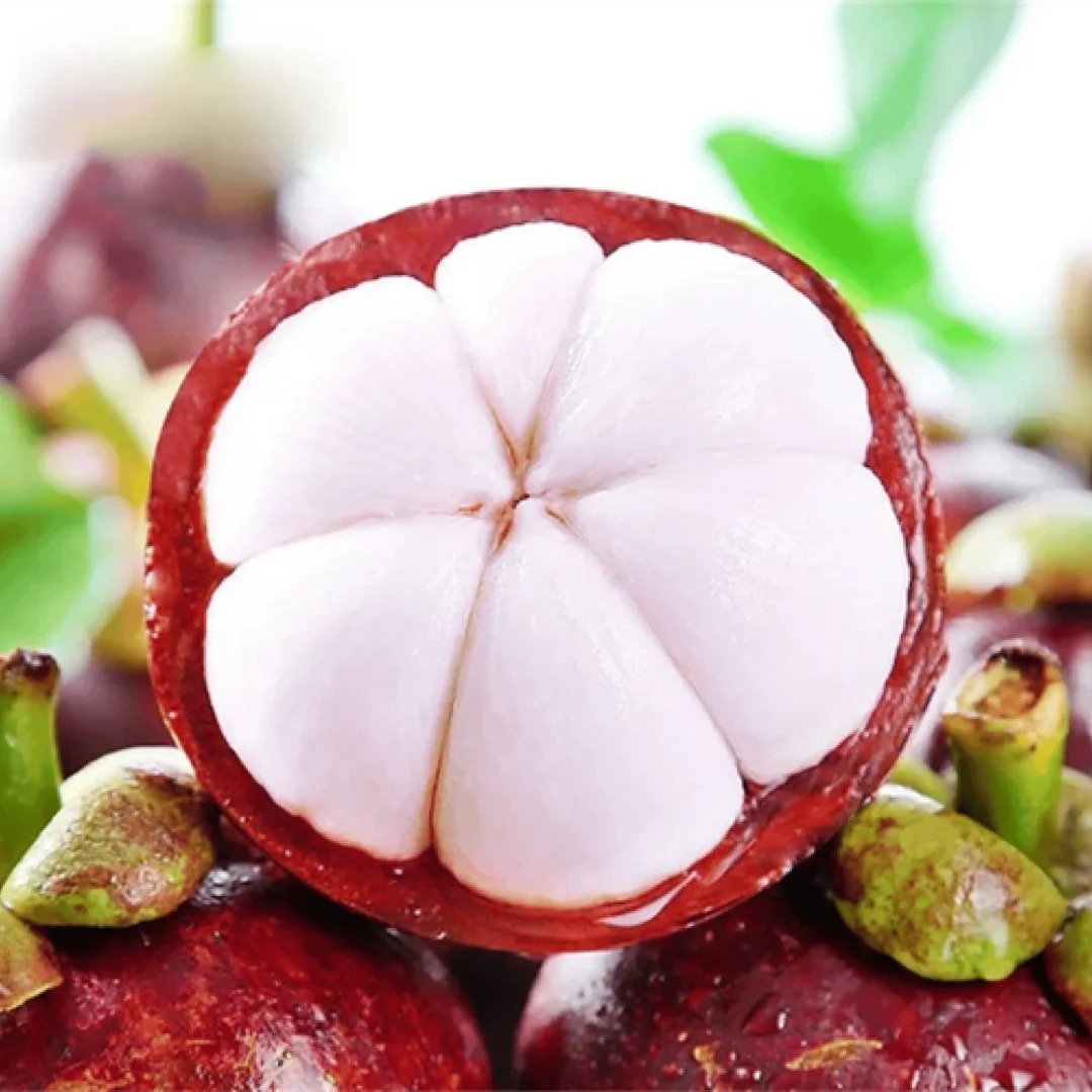 "Fruit des Dieux à Cultiver : Graines de Mangoustan Fraîches (Récolte 2025) - Livraison Express"