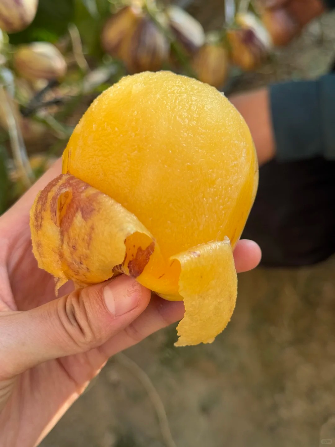 "Graines de Fruit du Moine Sacré 