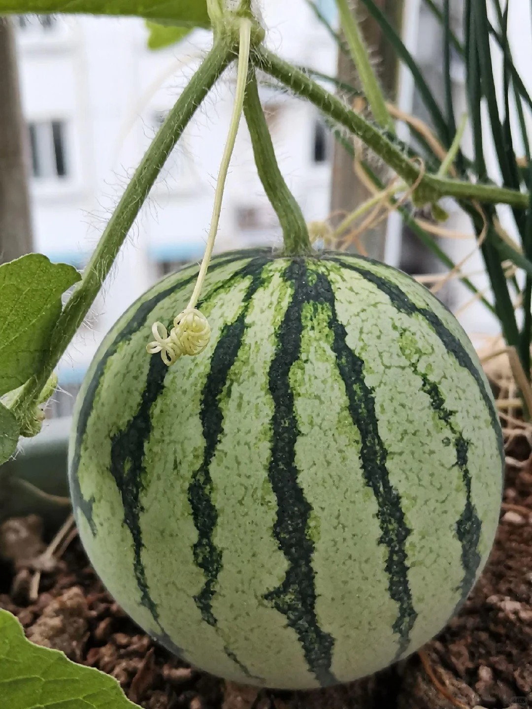 🔥 50% de Réduction 🎁Les graines de pastèque pour balcon