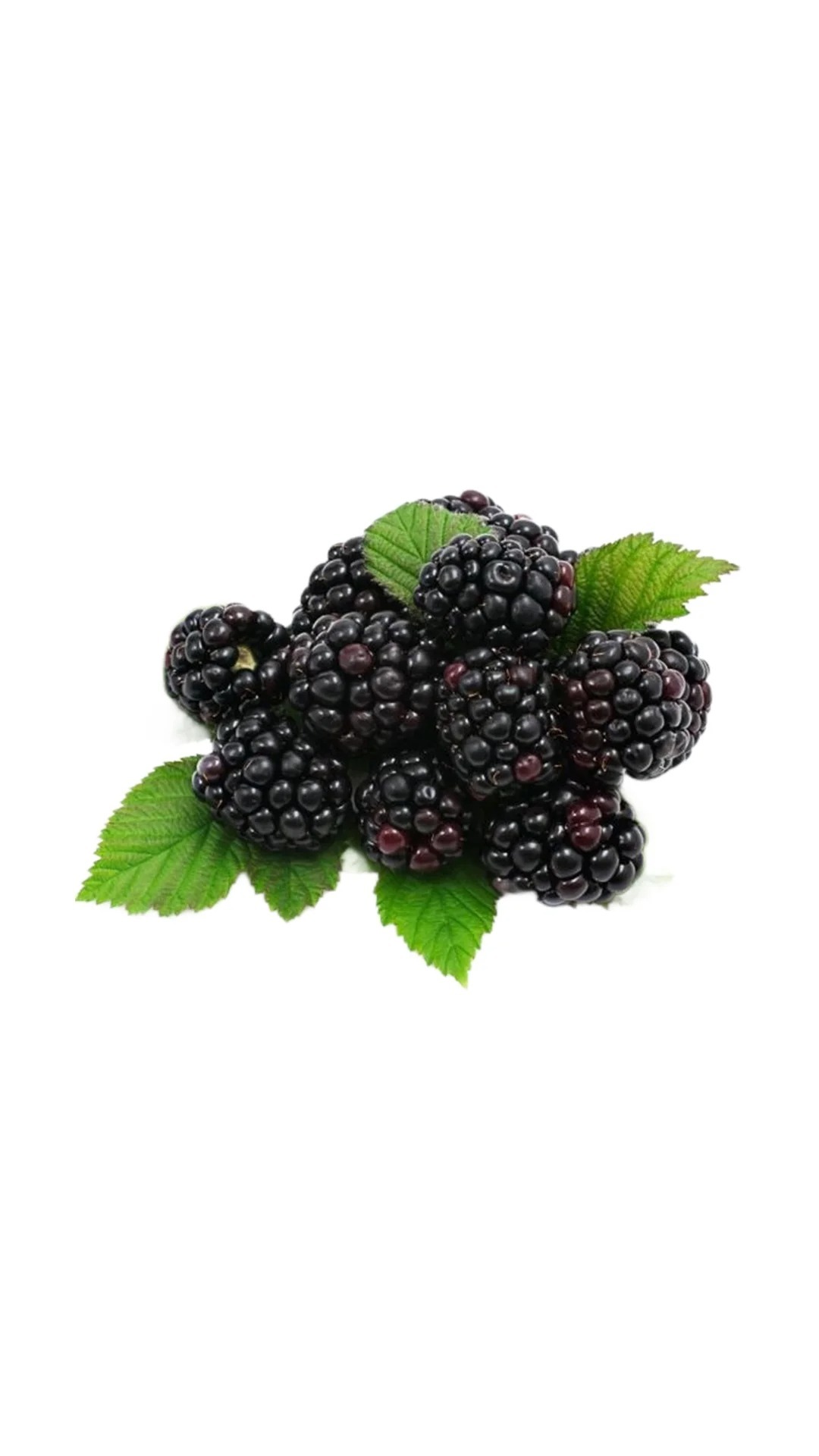 50% OFF🍇 Graines de Mûres Sweet Giant 🌿