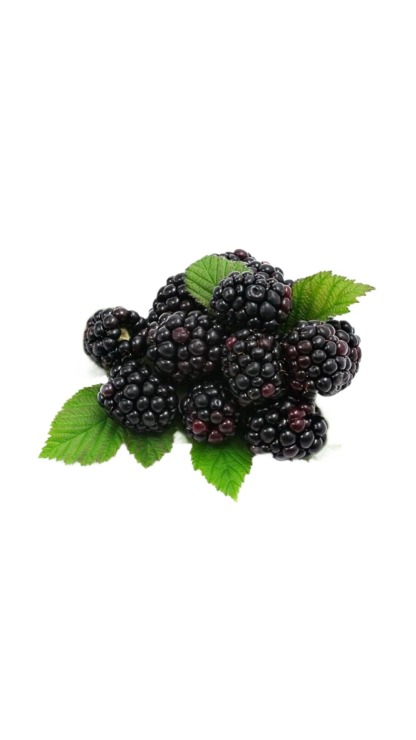 50% OFF🍇 Graines de Mûres Sweet Giant 🌿