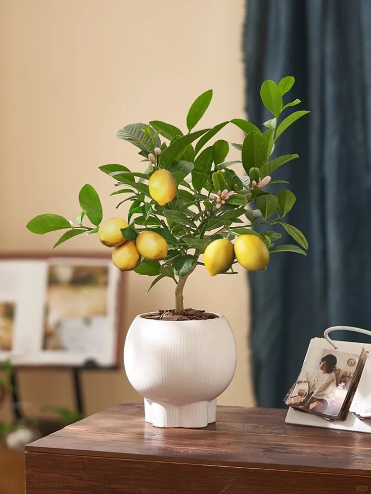 🔥🍋 Offre Éclair · Graines Bio de Citronnier en Pot