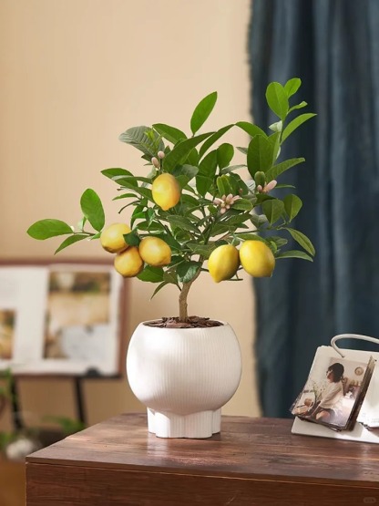 🔥🍋 Offre Éclair · Graines Bio de Citronnier en Pot