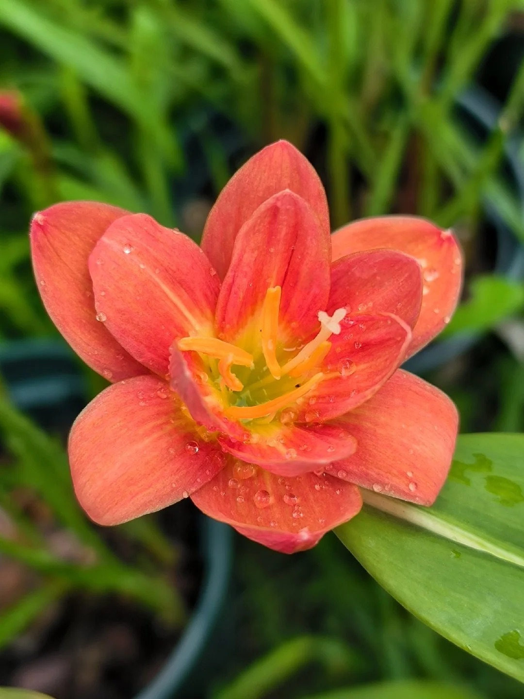 Wind And Rain Orchid Seed Bulbs