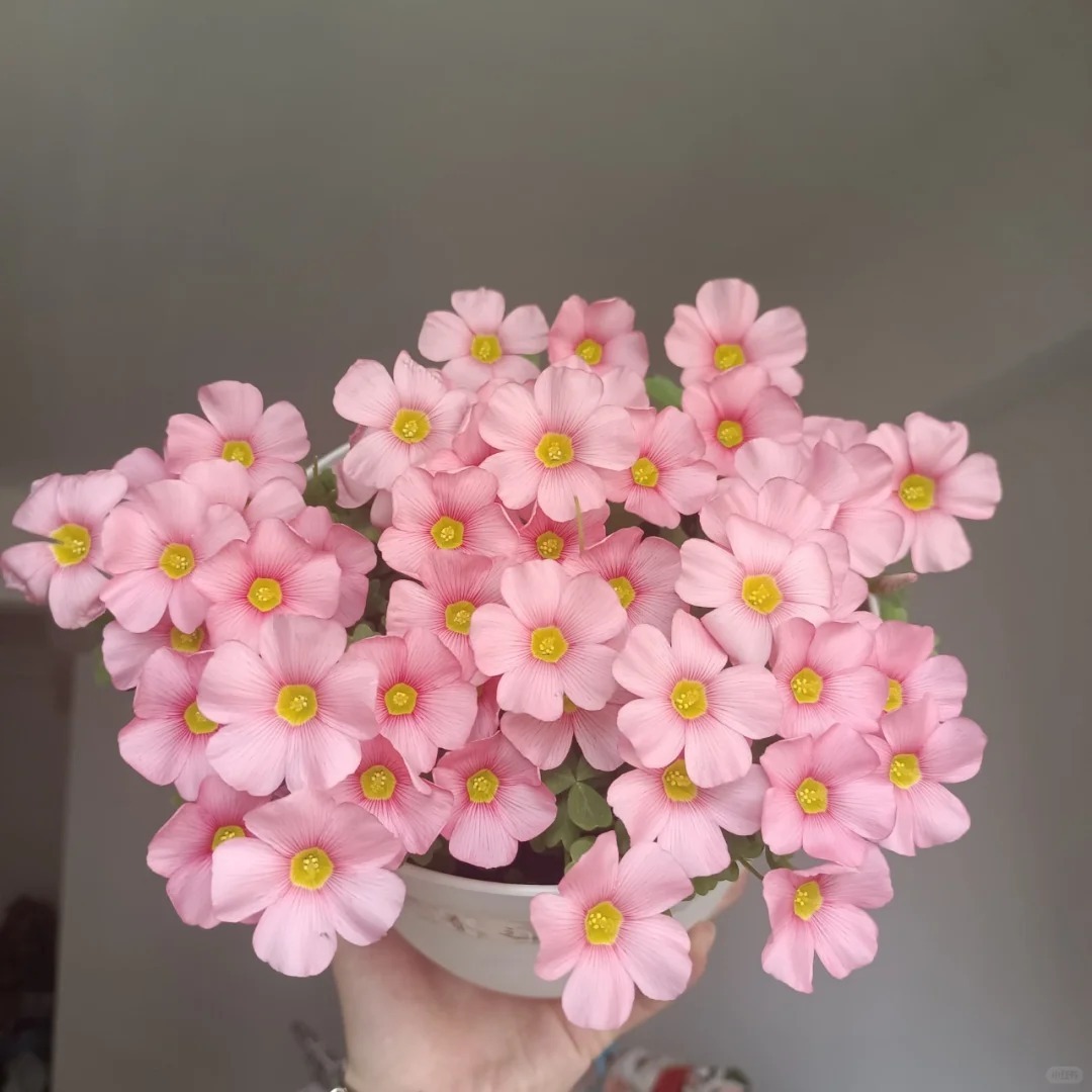 🌿 Bulbes d'Oxalis - Des Bijoux Végétaux pour Votre Intérieur !