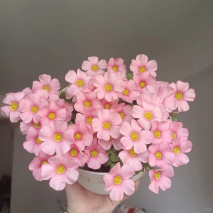 🌿 Bulbes d'Oxalis - Des Bijoux Végétaux pour Votre Intérieur !